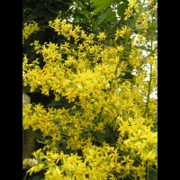 Savonnier, Koelreuteria paniculata (fam Sapindacees) (Asie, Chine, Coree) (3)